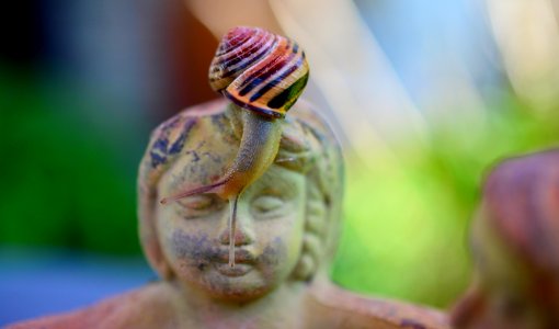 Head Close Up Temple Organism