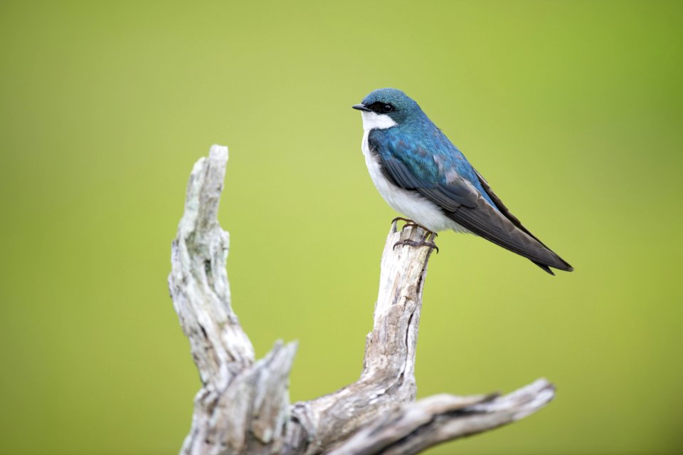 Bird Fauna Beak Finch