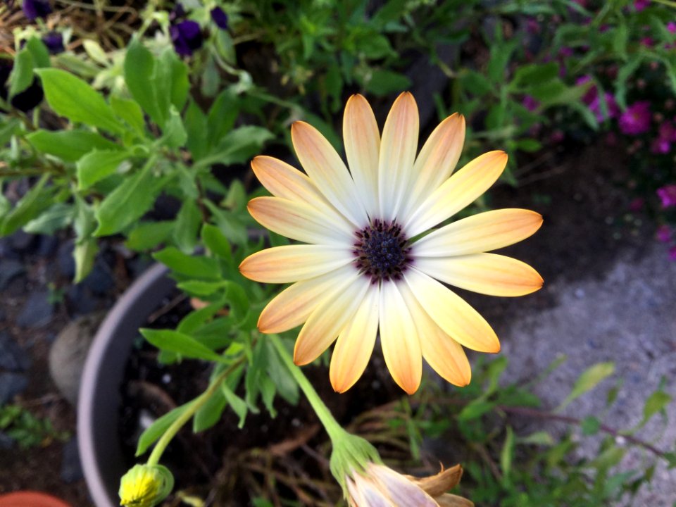 Flower Flora Plant Wildflower