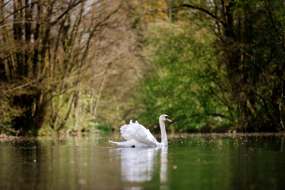 White Swan On A British Lake