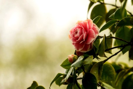 Flower Plant Rose Family Pink