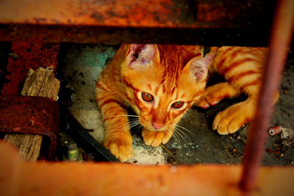 Cat Fauna Mammal Small To Medium Sized Cats
