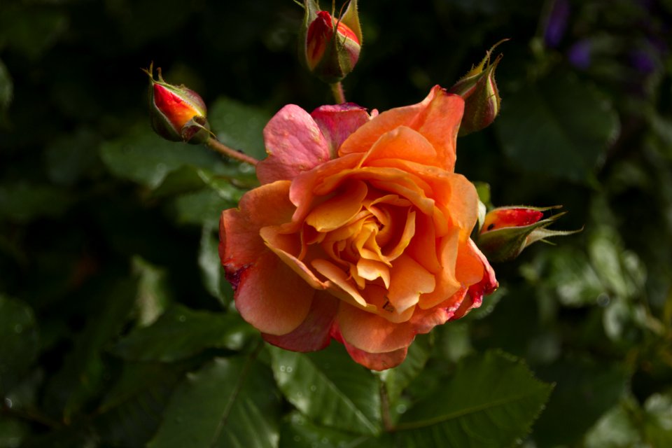 Flower Rose Family Rose Flowering Plant
