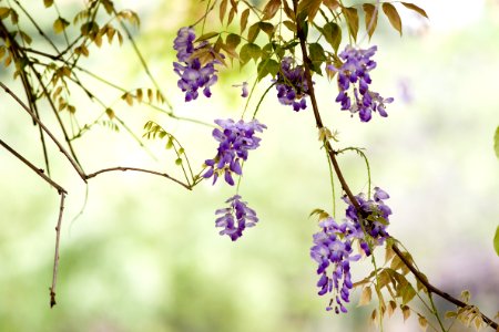 Flower Flora Purple Branch photo