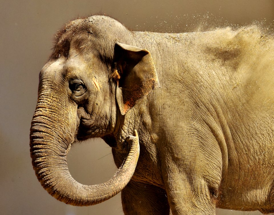 Elephant Elephants And Mammoths Indian Elephant Terrestrial Animal