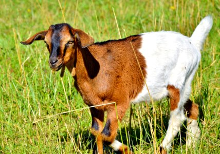 Goats Goat Cow Goat Family Pasture photo