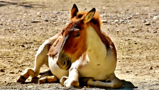 Horse Horse Like Mammal Mane Mustang Horse photo