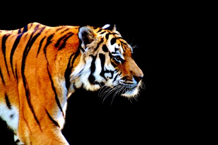 Tiger Wildlife Mammal Big Cats