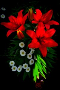 Flower Lily Flowering Plant Plant photo