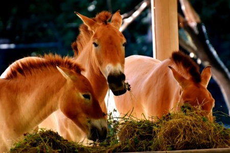 Fauna Horse Horse Like Mammal Mane