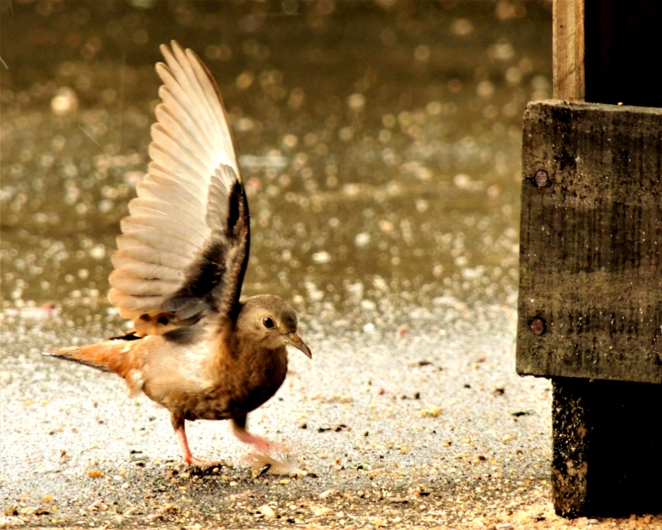 Bird Fauna Beak Wildlife