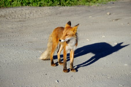 Fox Red Fox Wildlife Fauna photo