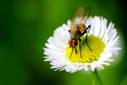 Insect Honey Bee Fly Nectar photo