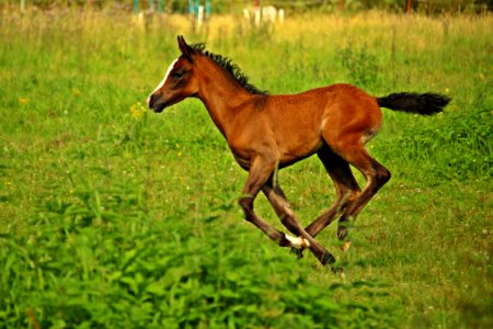 Horse Ecosystem Pasture Horse Like Mammal photo