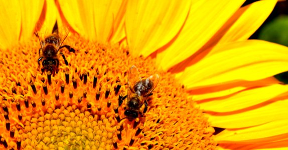 Honey Bee Bee Yellow Flower photo