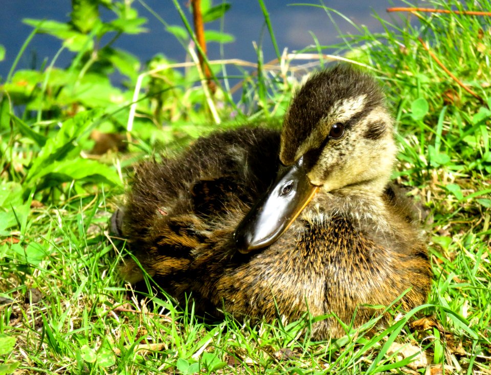 Bird Duck Fauna Ducks Geese And Swans photo