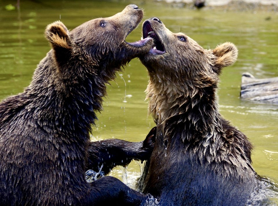 Brown Bear Grizzly Bear Bear Mammal