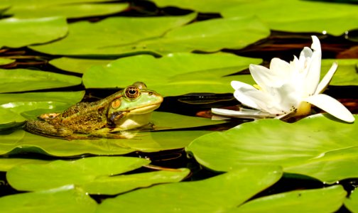 Water Vertebrate Fauna Ranidae