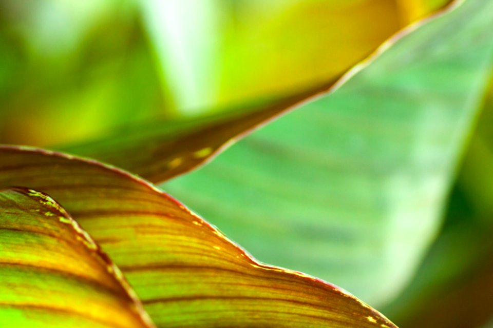 Leaf Close Up Macro Photography Dew