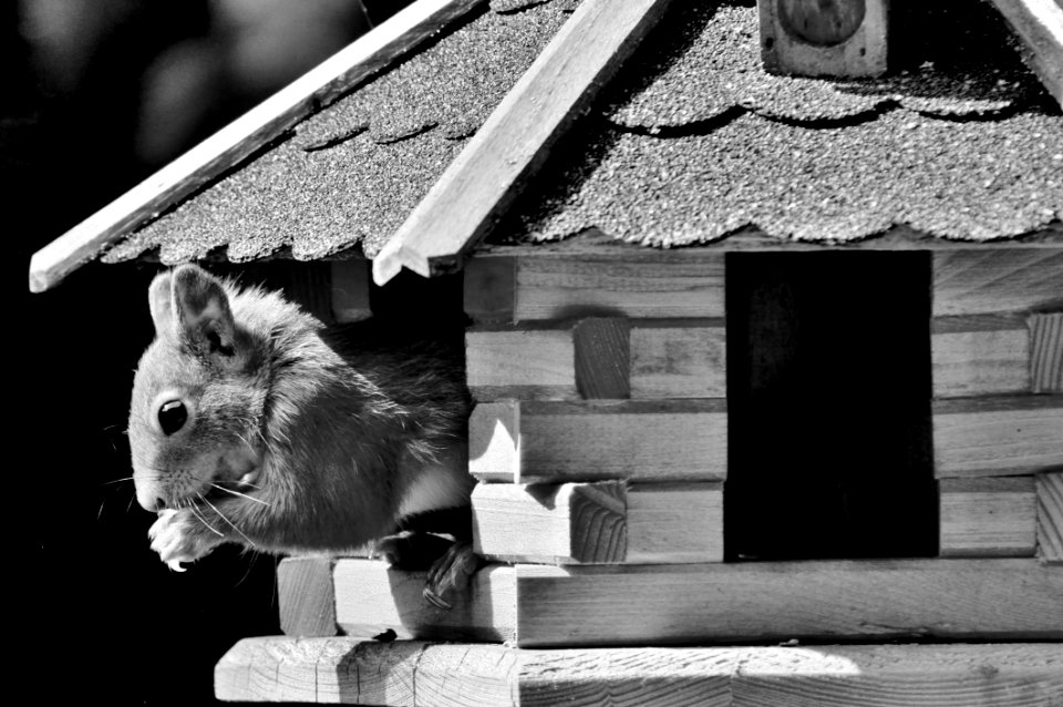 Black Black And White Mammal Monochrome Photography