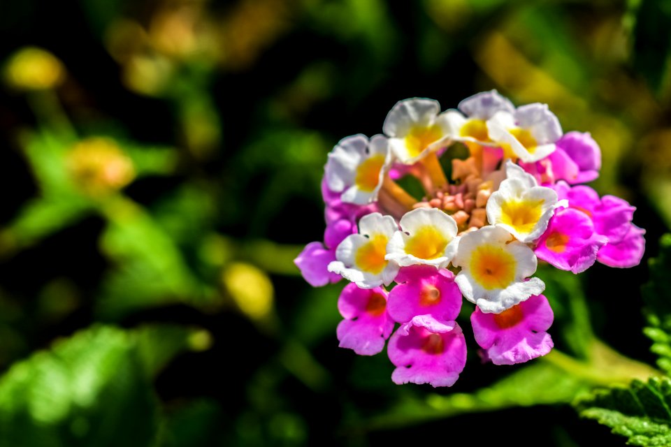 Flower Flowering Plant Lantana Camara Flora photo