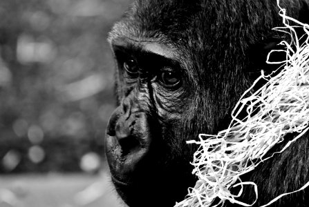 Black Black And White Mammal Vertebrate photo