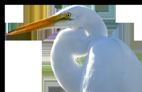 Beak Bird Fauna Egret