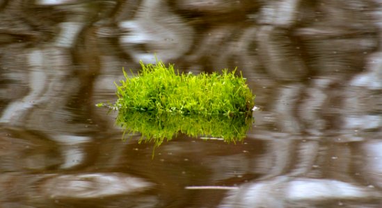 Water Vegetation Reflection Bank