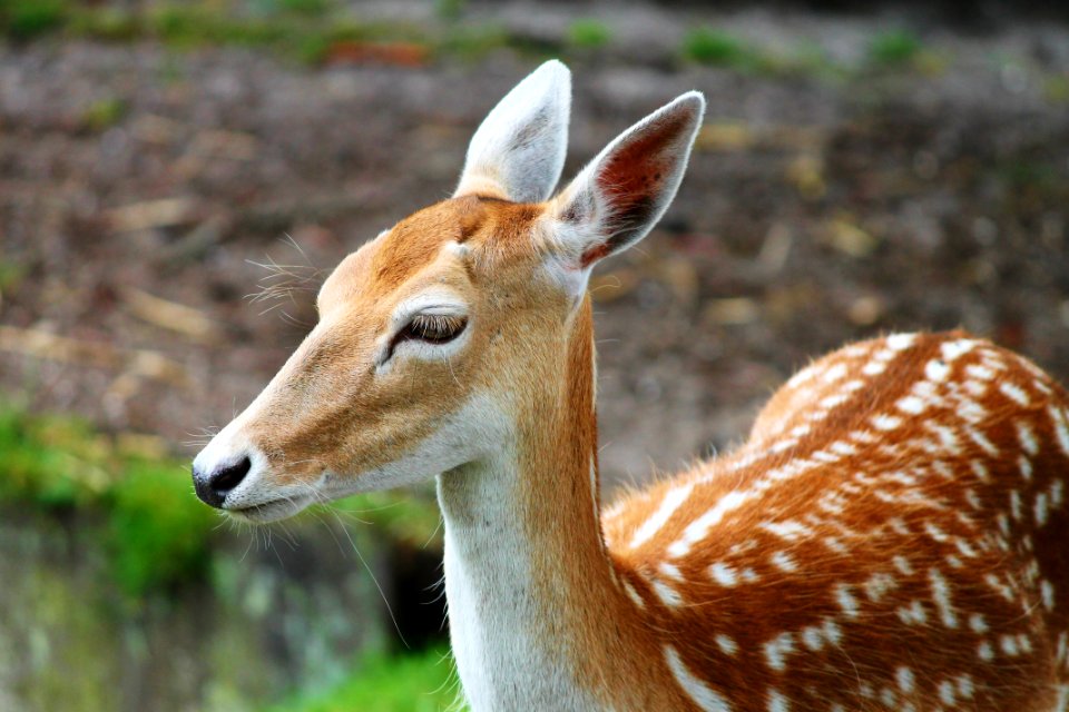Wildlife Terrestrial Animal Fauna Deer photo