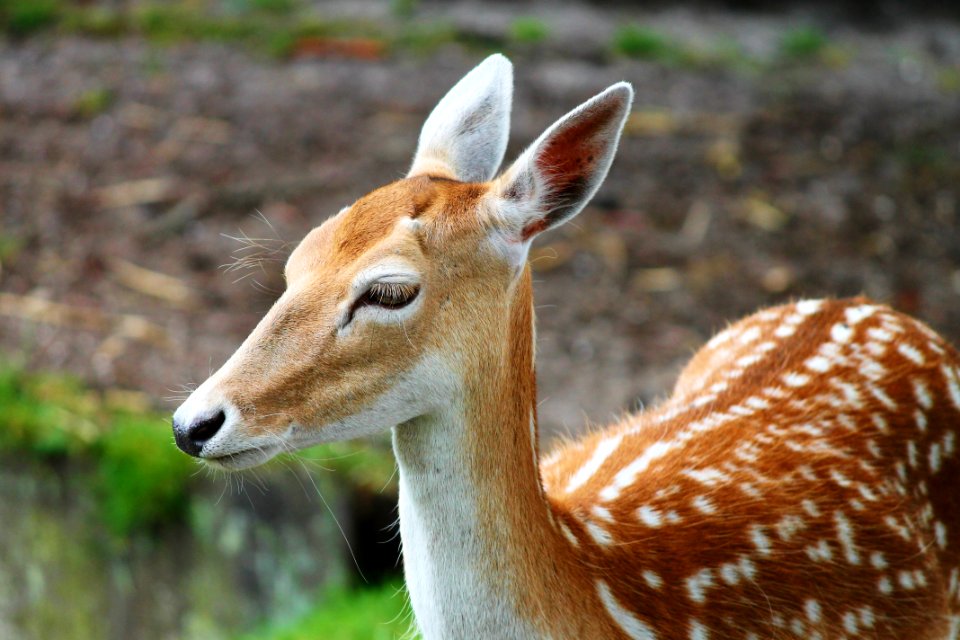 Wildlife Terrestrial Animal Fauna Deer