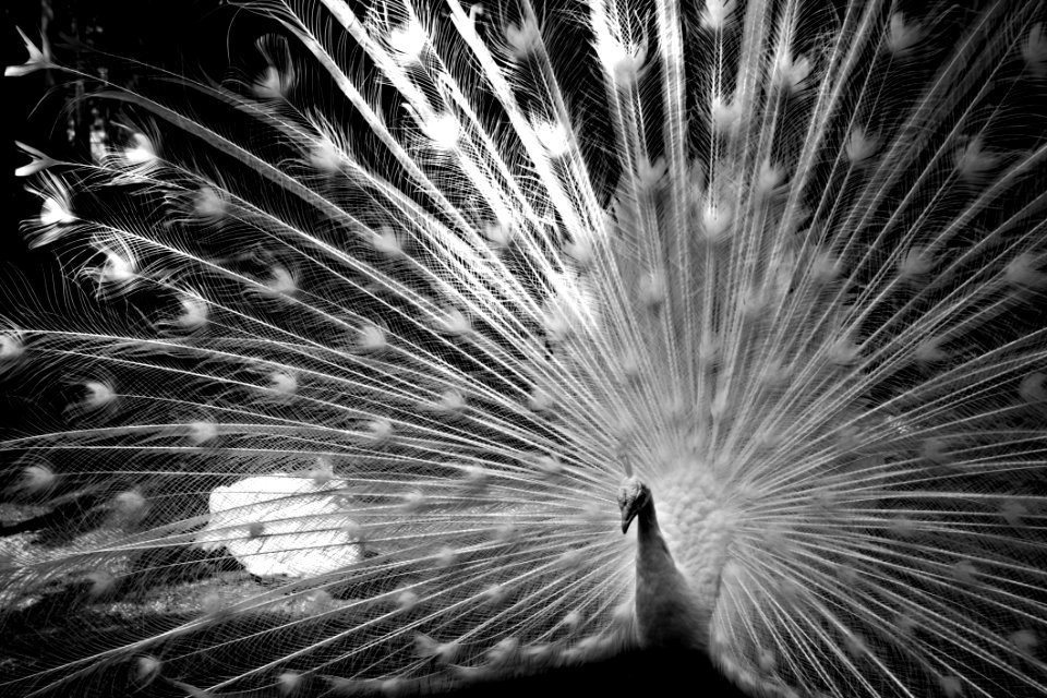 Black And White Black Nature Monochrome Photography