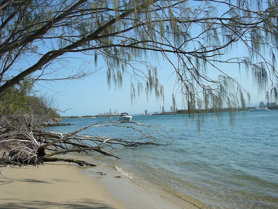 Sand trees uprooted