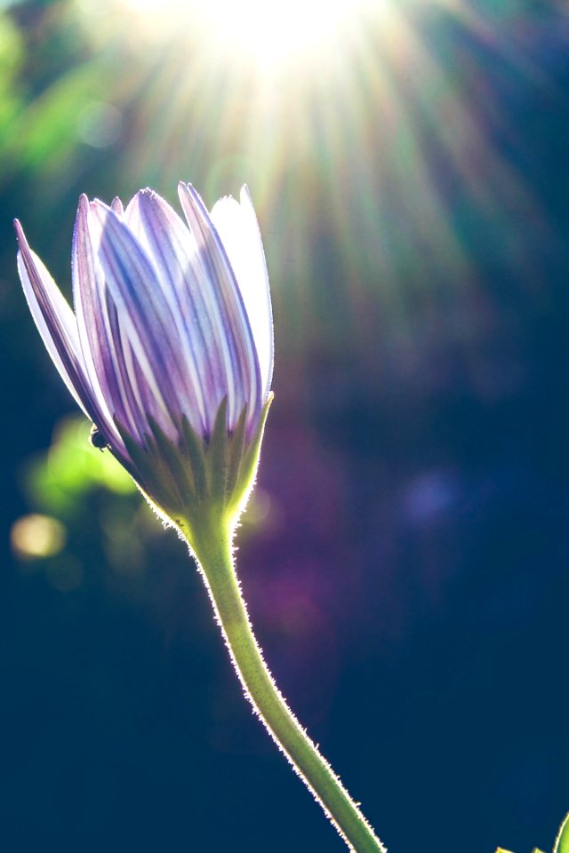 Flower Close Up Sky Plant