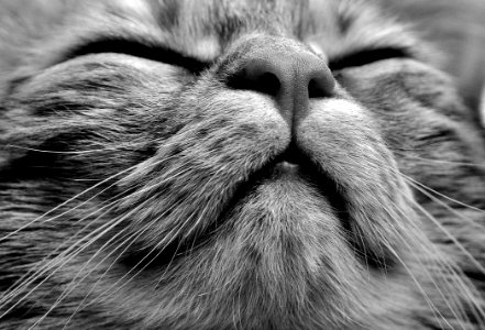 Cat Whiskers Black And White Black photo