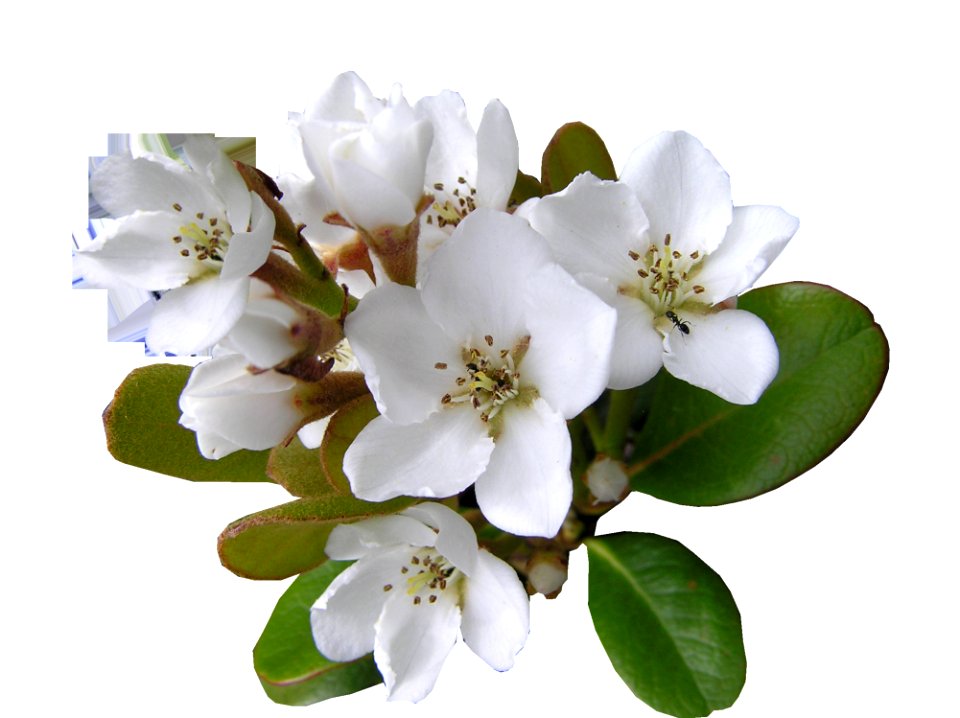 Flower Blossom Branch Spring