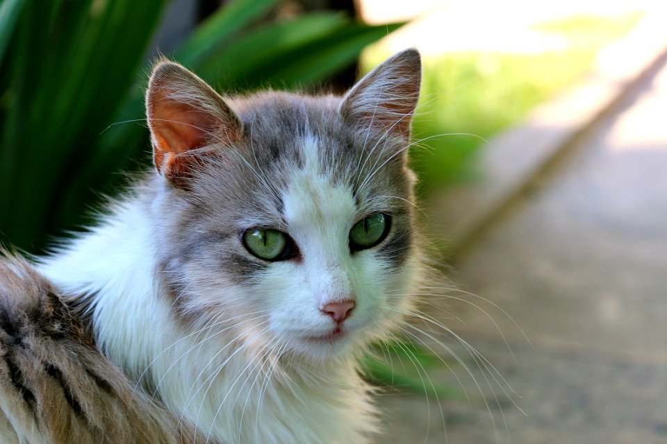 Cat Whiskers Fauna Small To Medium Sized Cats