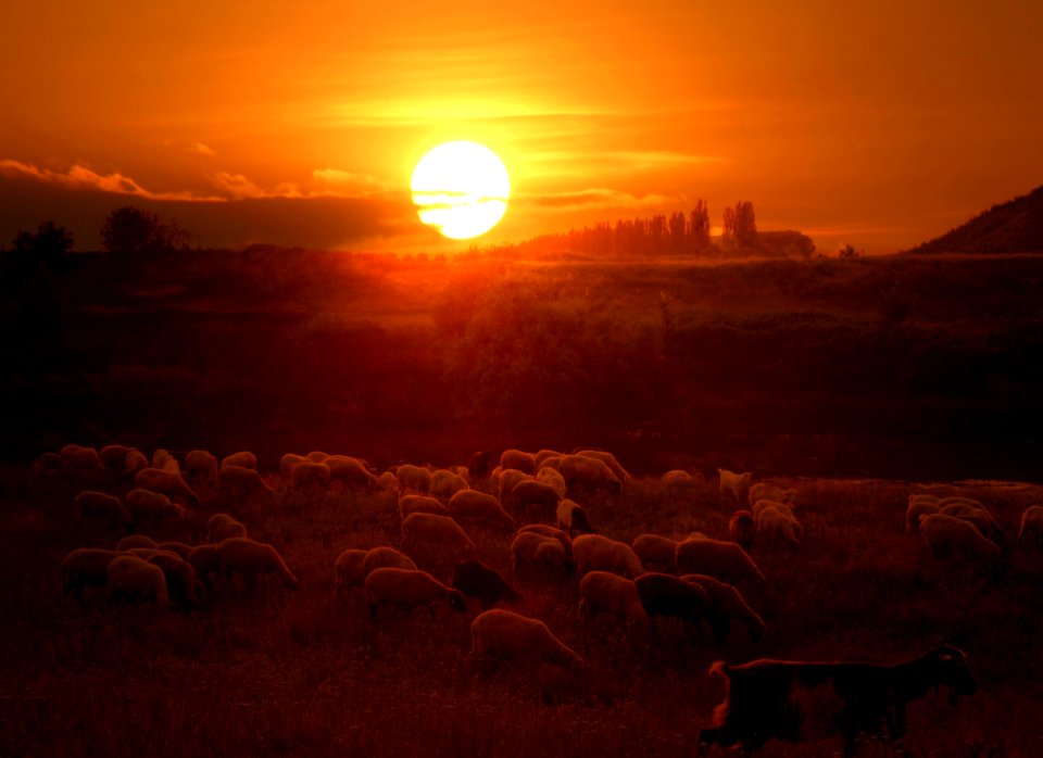 Ecosystem Sky Herd Sunrise