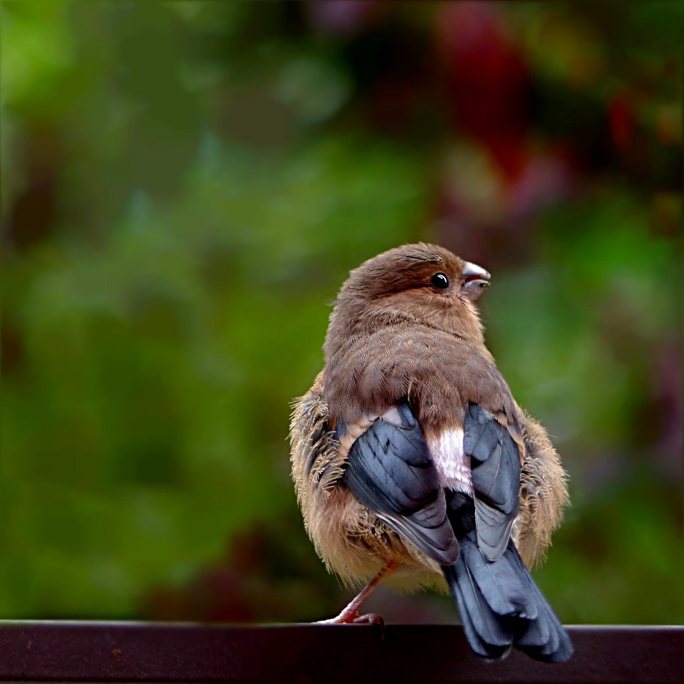 Bird Fauna Beak Sparrow photo