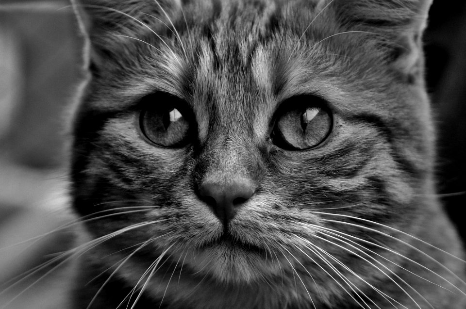 Cat Whiskers Face Black And White photo
