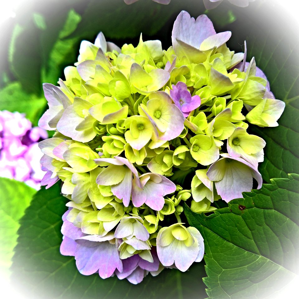 Flower Plant Green Flowering Plant