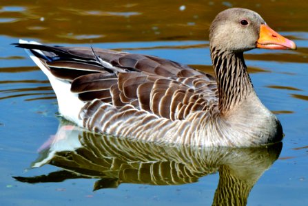 Bird Water Water Bird Duck photo