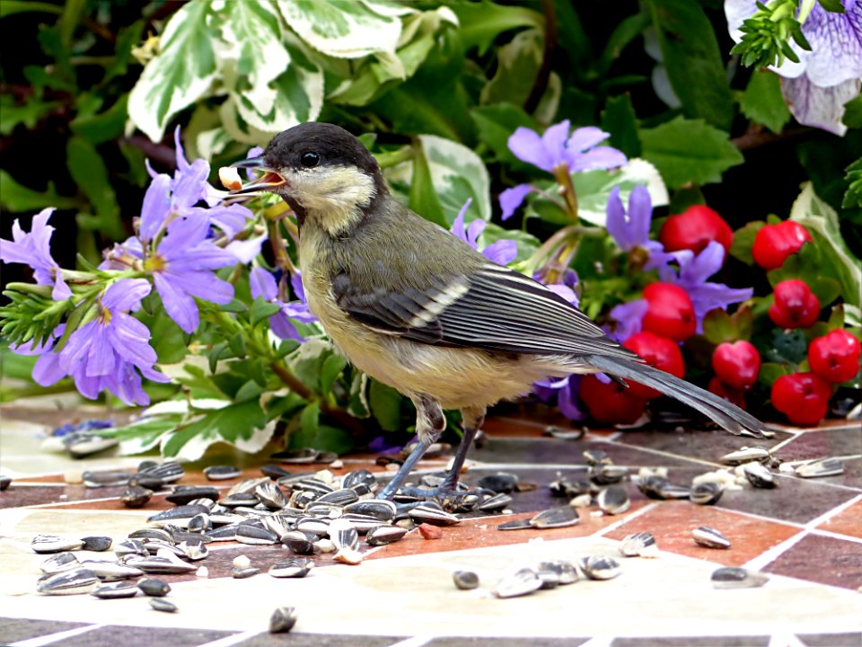 Bird Fauna Flora Beak