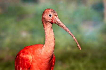 Bird Ibis Beak Close Up
