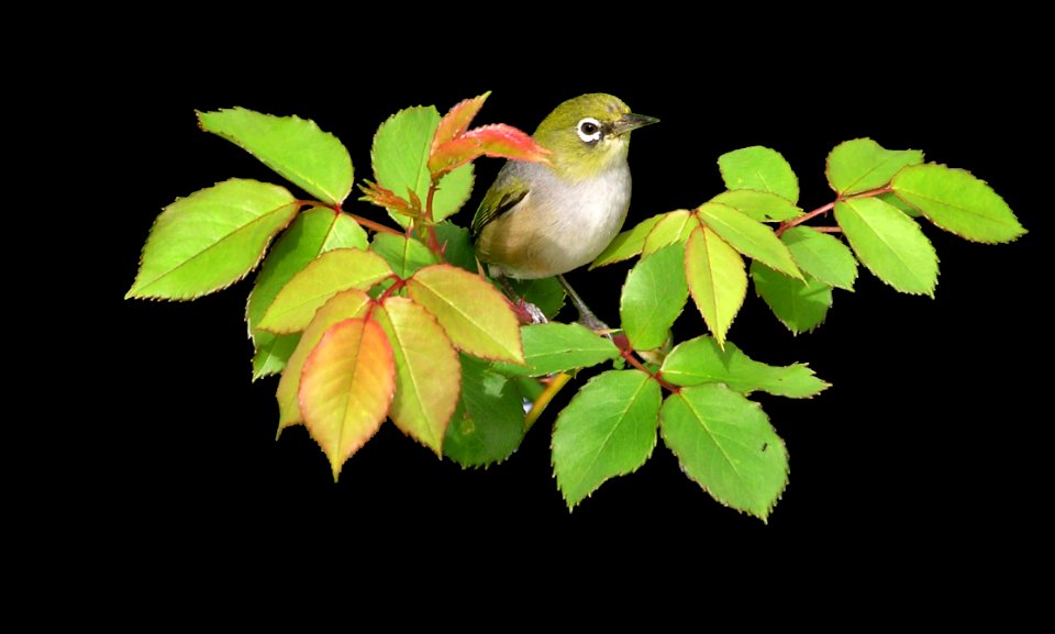 Bird Leaf Beak Branch