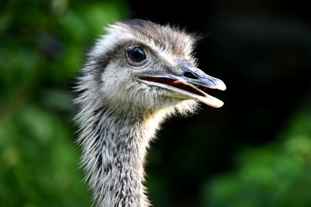 Bird Ostrich Beak Ratite photo