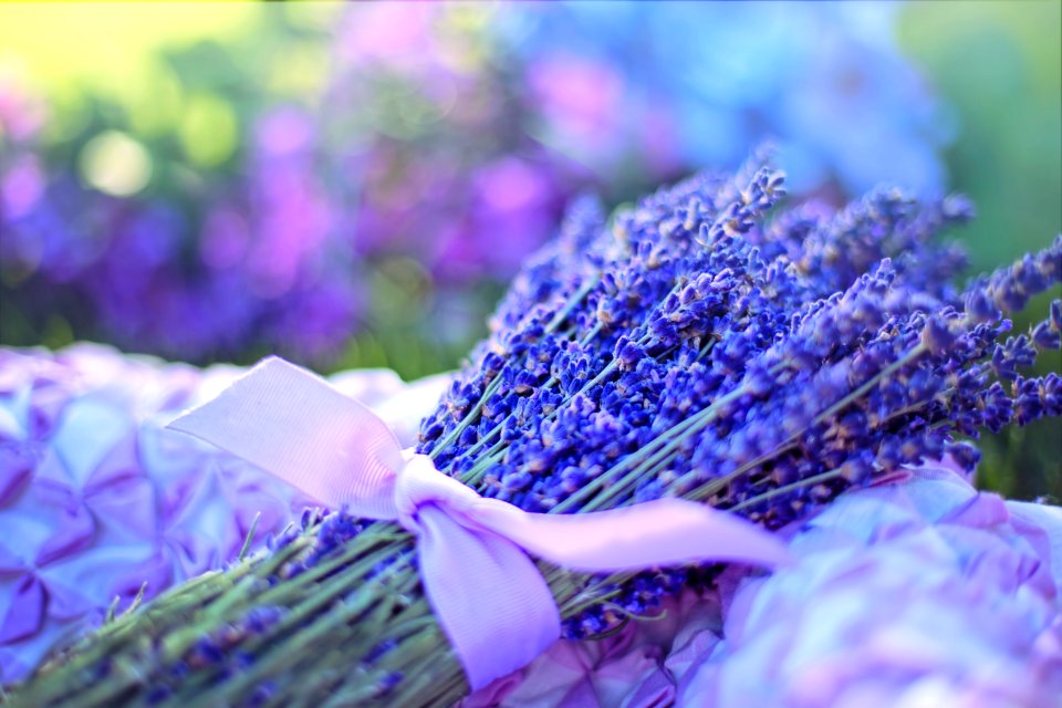 Blue Flower Purple Lavender