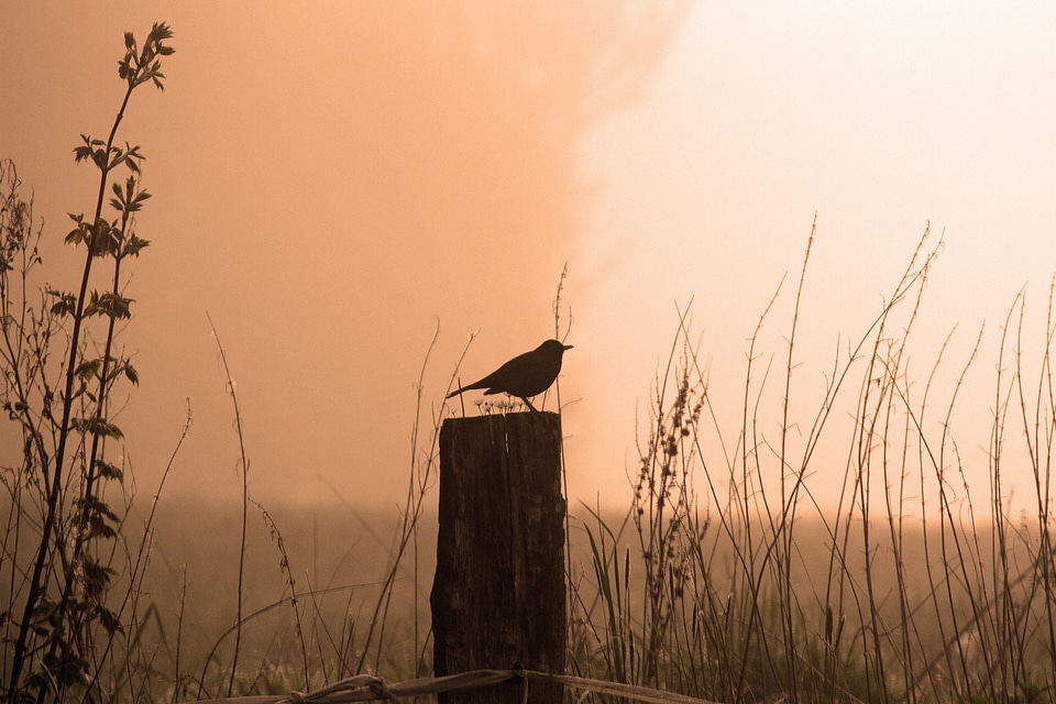 Fog bird tomorrow song