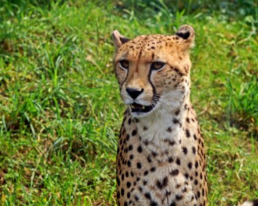 Cheetah Terrestrial Animal Wildlife Mammal photo
