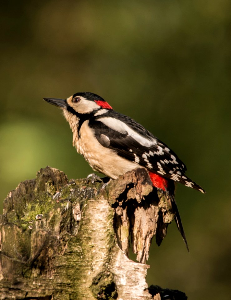 Bird Woodpecker Fauna Beak