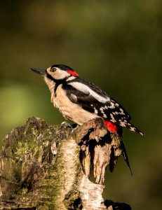 Bird Woodpecker Fauna Beak